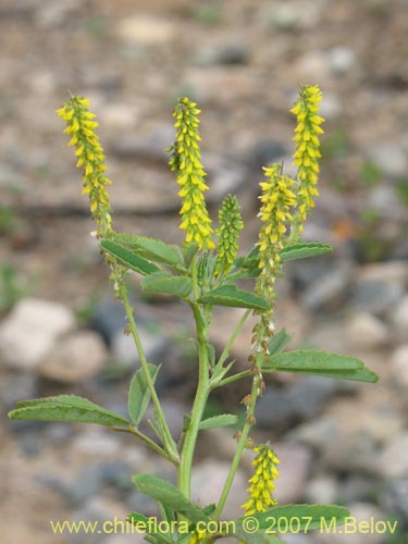 Image of Melilotus officinalis (). Click to enlarge parts of image.