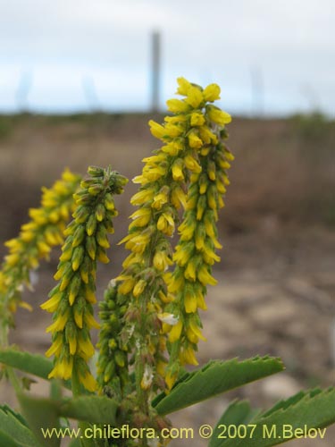 Imágen de Melilotus officinalis (). Haga un clic para aumentar parte de imágen.