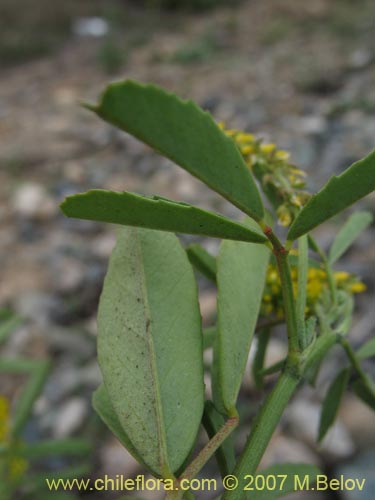 Bild von Melilotus officinalis (). Klicken Sie, um den Ausschnitt zu vergrössern.