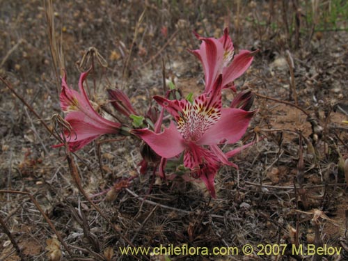 Фотография Alstroemeria hookeri ssp. recumbens (). Щелкните, чтобы увеличить вырез.