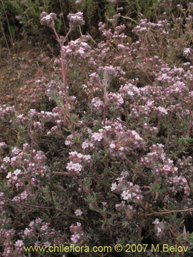 Chorizanthe dasyantha의 사진