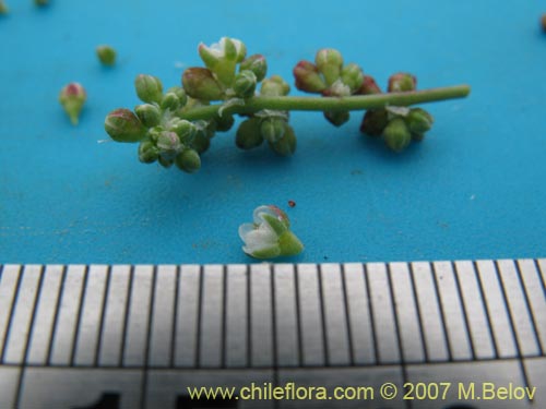 Image of Unidentified Plant sp. #2170 (). Click to enlarge parts of image.