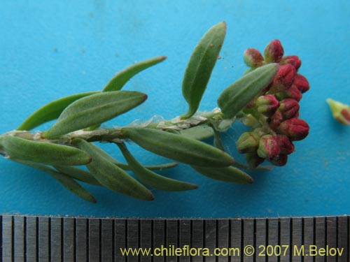 Image of Unidentified Plant sp. #2170 (). Click to enlarge parts of image.