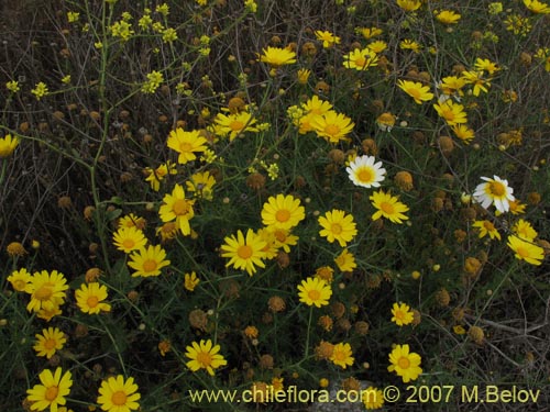 Bild von Chrysanthemum coronarium (Manzanillon / Antimano / Manzanilla de flor dorada / Mirabeles / Ojo de buey). Klicken Sie, um den Ausschnitt zu vergrössern.