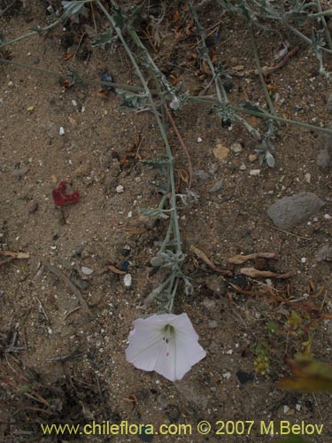 Convolvulus sp. #1018의 사진