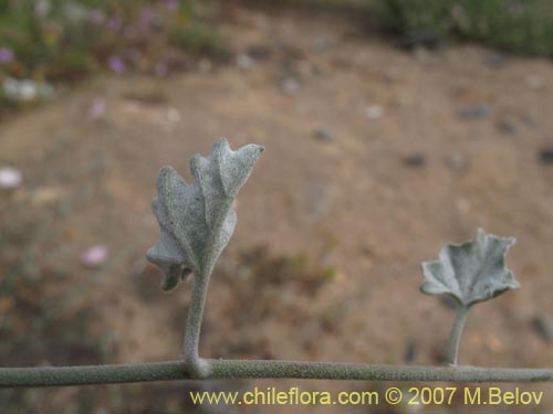 Convolvulus sp. #1018의 사진