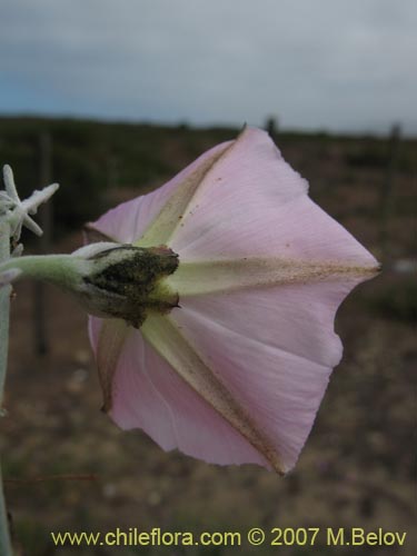 Image of Convolvulus sp.   #1018 (). Click to enlarge parts of image.