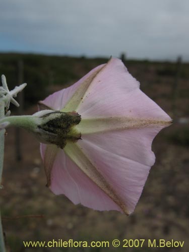 Convolvulus sp. #1018的照片