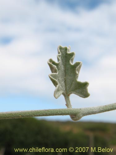 Bild von Convolvulus sp. #1018 (). Klicken Sie, um den Ausschnitt zu vergrössern.