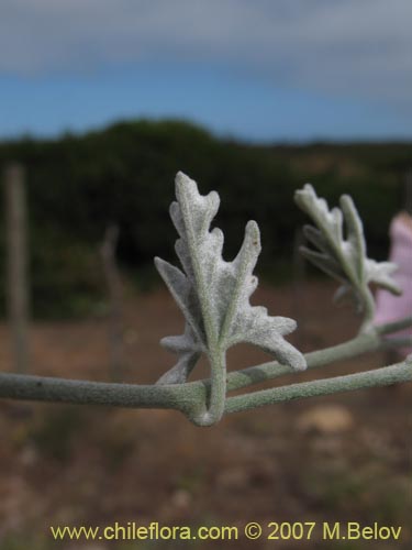 Convolvulus sp. #1018의 사진