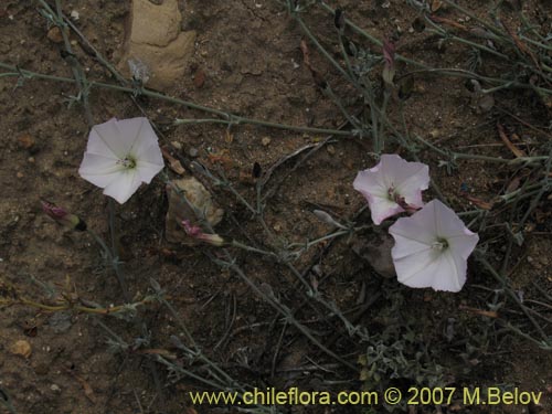 Convolvulus sp. #1018の写真