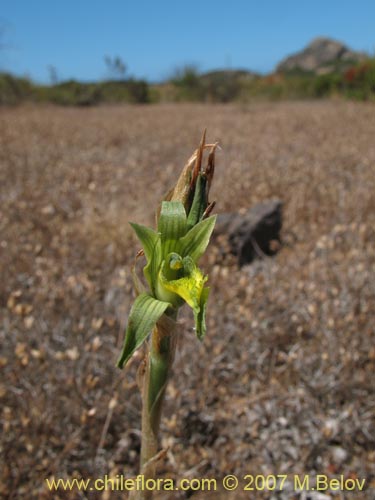 Chloraea cristata의 사진