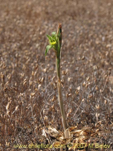 Image of Chloraea cristata (). Click to enlarge parts of image.