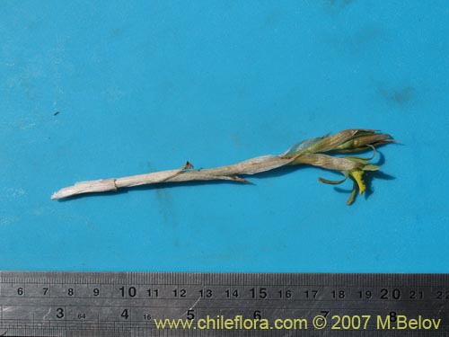Фотография Chloraea cristata (). Щелкните, чтобы увеличить вырез.