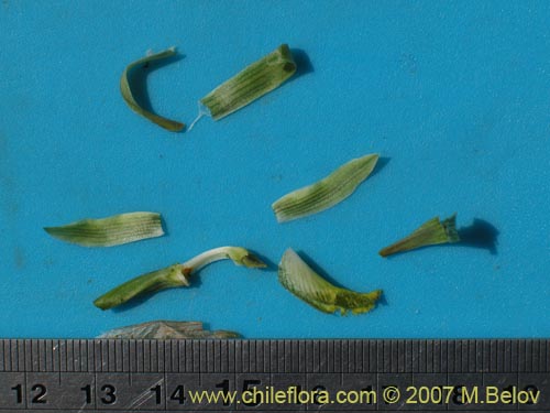 Image of Chloraea cristata (). Click to enlarge parts of image.