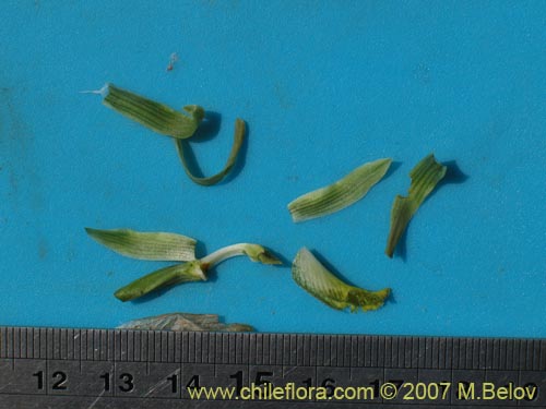 Фотография Chloraea cristata (). Щелкните, чтобы увеличить вырез.