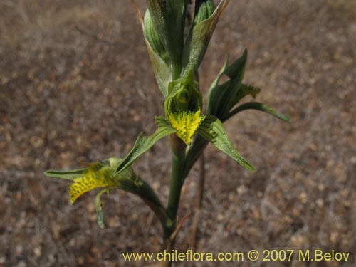 Image of Chloraea cristata (). Click to enlarge parts of image.