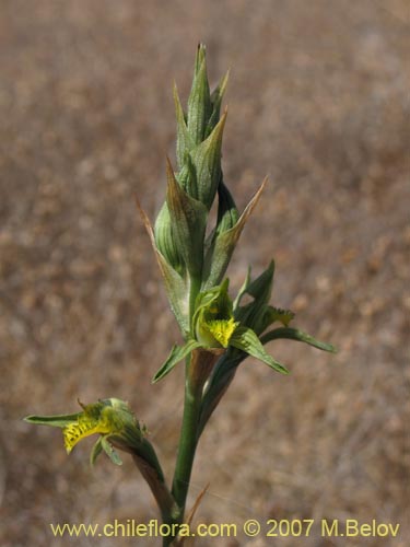 Image of Chloraea cristata (). Click to enlarge parts of image.