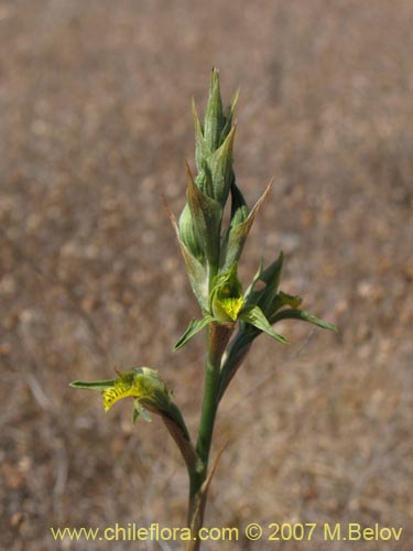 Image of Chloraea cristata (). Click to enlarge parts of image.
