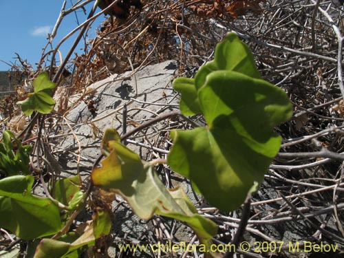 Image of Dioscorea bryoniifolia (Camisilla). Click to enlarge parts of image.