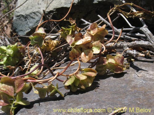 Imágen de Dioscorea bryoniifolia (Camisilla). Haga un clic para aumentar parte de imágen.