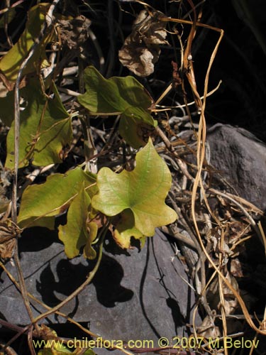 Фотография Dioscorea bryoniifolia (Camisilla). Щелкните, чтобы увеличить вырез.