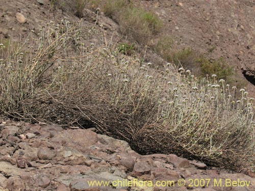 Imágen de Malesherbia fasciculata (). Haga un clic para aumentar parte de imágen.