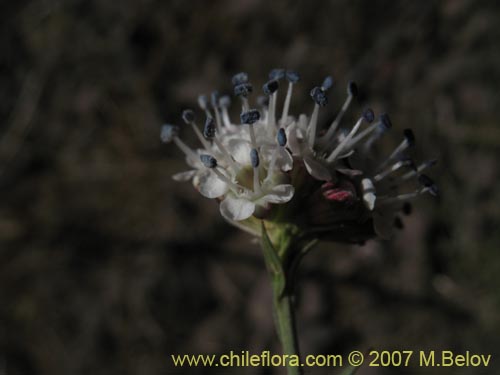 Фотография Malesherbia fasciculata (). Щелкните, чтобы увеличить вырез.