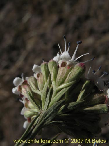 Image of Malesherbia fasciculata (). Click to enlarge parts of image.