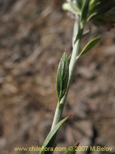 Imágen de Malesherbia fasciculata (). Haga un clic para aumentar parte de imágen.