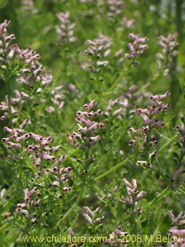 Image of Fumaria parviflora (Hierba de la culebra / Hierba del lagarto). Click to enlarge parts of image.