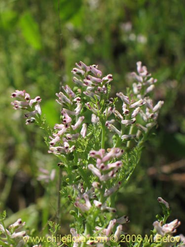 Imágen de Fumaria parviflora (Hierba de la culebra / Hierba del lagarto). Haga un clic para aumentar parte de imágen.