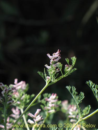 Image of Fumaria parviflora (Hierba de la culebra / Hierba del lagarto). Click to enlarge parts of image.