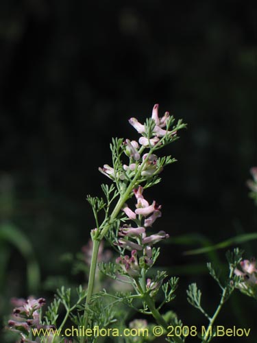 Фотография Fumaria parviflora (Hierba de la culebra / Hierba del lagarto). Щелкните, чтобы увеличить вырез.