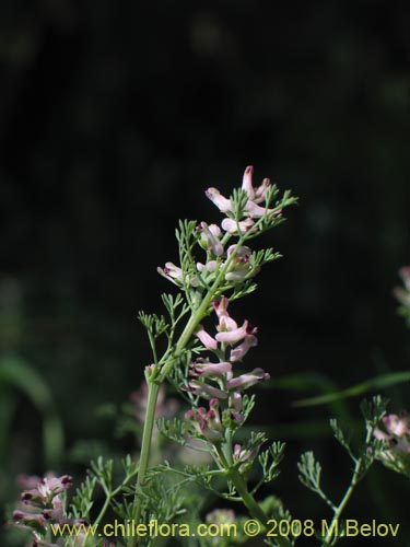 Imágen de Fumaria parviflora (Hierba de la culebra / Hierba del lagarto). Haga un clic para aumentar parte de imágen.