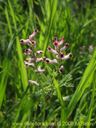 Image of Fumaria parviflora (Hierba de la culebra / Hierba del lagarto). Click to enlarge parts of image.