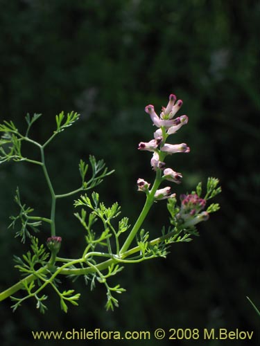 Image of Fumaria parviflora (Hierba de la culebra / Hierba del lagarto). Click to enlarge parts of image.