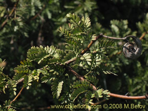 Image of Acacia sp.   #1390 (). Click to enlarge parts of image.