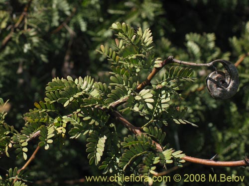 Acacia sp. #1390의 사진