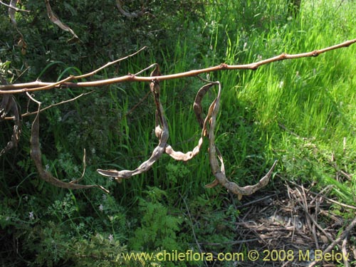 Imágen de Acacia sp. #1390 (). Haga un clic para aumentar parte de imágen.