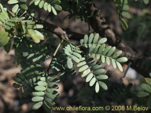 Acacia sp. #1390の写真