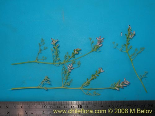 Fumaria parvifloraの写真