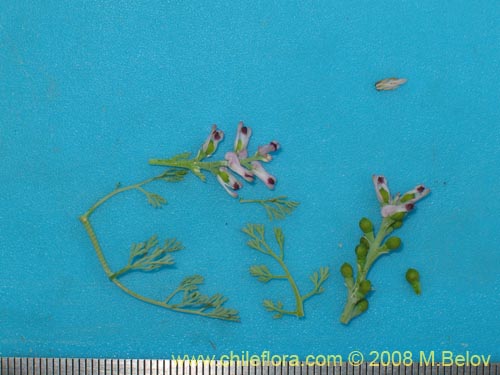 Fumaria parviflora的照片