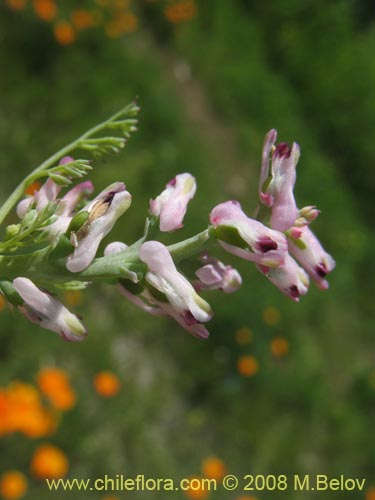 Фотография Fumaria parviflora (Hierba de la culebra / Hierba del lagarto). Щелкните, чтобы увеличить вырез.