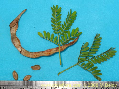 Acacia sp. #1390的照片