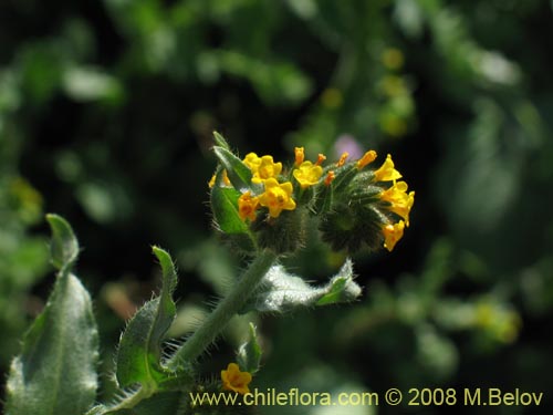 Bild von Amsinckia tesselata (). Klicken Sie, um den Ausschnitt zu vergrössern.