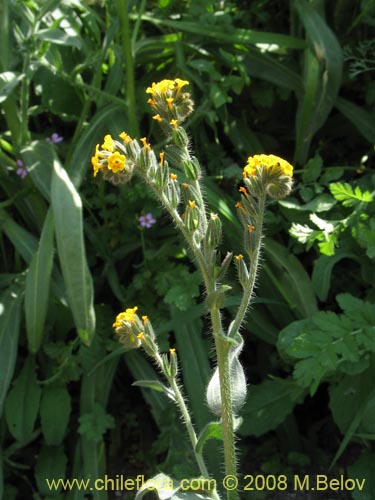 Bild von Amsinckia tesselata (). Klicken Sie, um den Ausschnitt zu vergrössern.