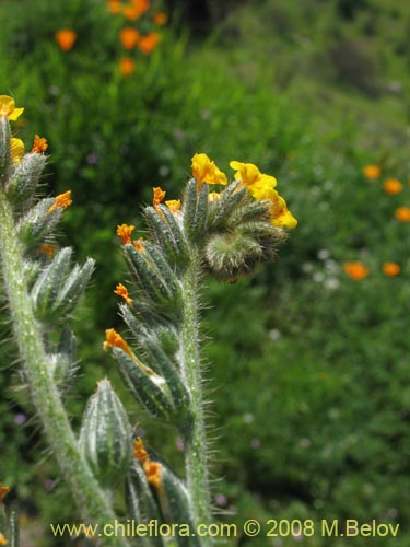 Bild von Amsinckia tesselata (). Klicken Sie, um den Ausschnitt zu vergrössern.