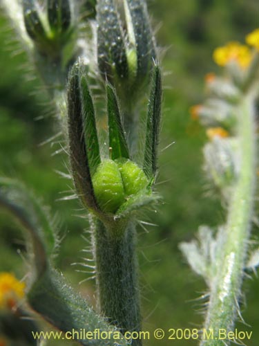 Bild von Amsinckia tesselata (). Klicken Sie, um den Ausschnitt zu vergrössern.