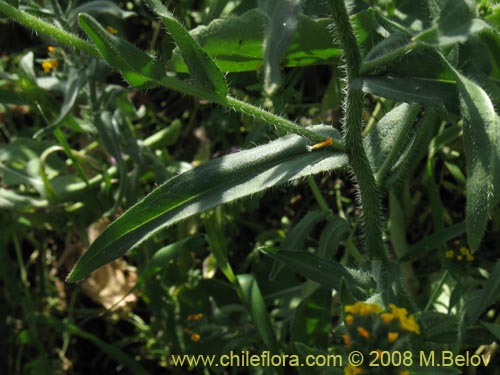 Bild von Amsinckia tesselata (). Klicken Sie, um den Ausschnitt zu vergrössern.